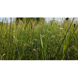 La prairie : du semis à la récolte