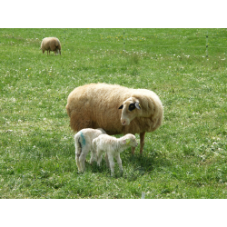 Comment accompagner la préparation à la mise bas ?