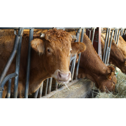 Faisons le point sur la phytothérapie