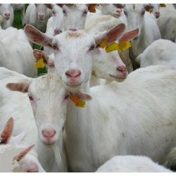 Homéopathie : Mythe ou réalité ?