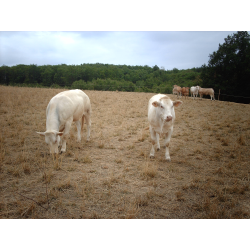 Agriculture et climat (élevage)