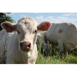 Savoir traiter correctement le parasitisme