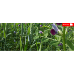 Boite à outils innovation  - SITproTIN, pour accompagner les éleveurs sur l'autonomie en protéines