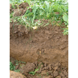 L’analyse de sol, un outil de pilotage (CAPL)