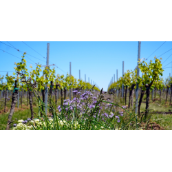 Connaître sa flore pour mieux la gérer